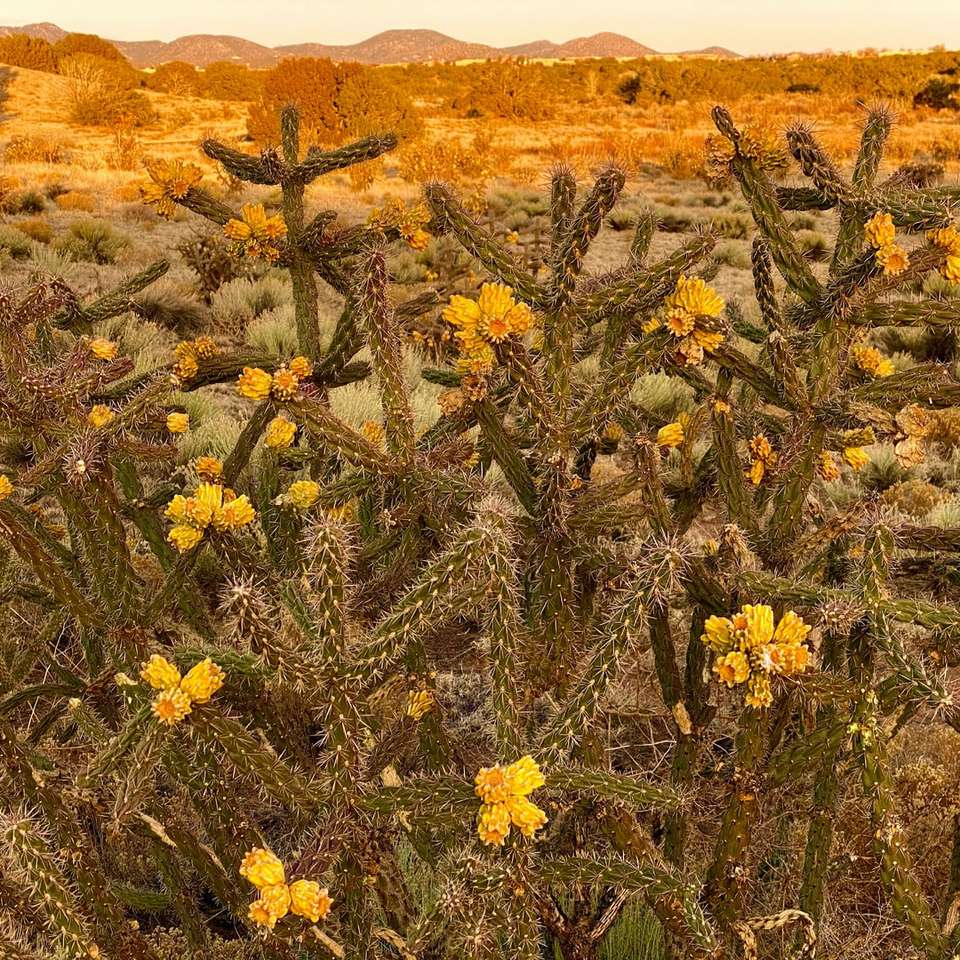 flori galbene pe câmp maro în timpul zilei puzzle online