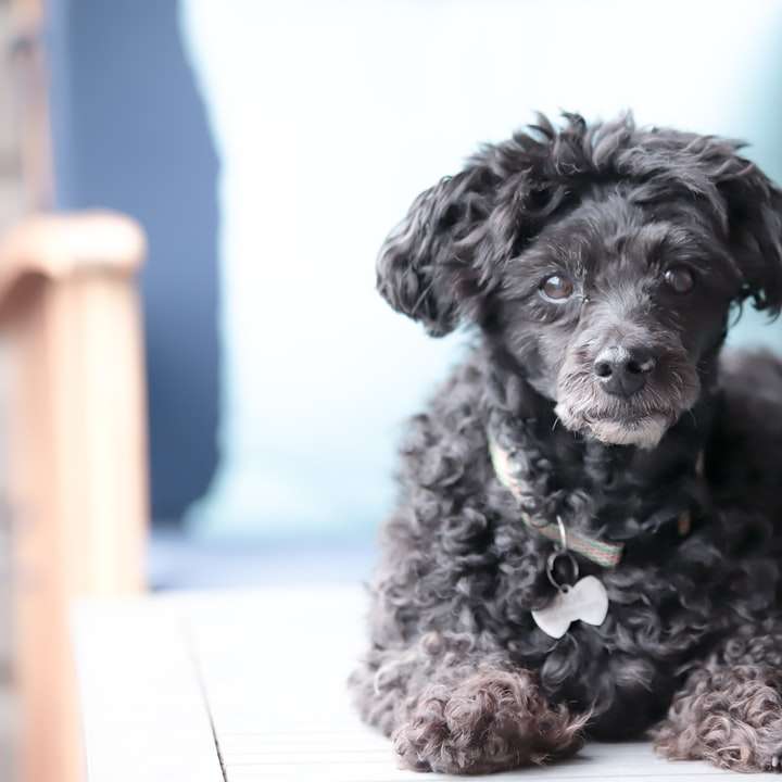 Cachorrinho de poodle preto na têxtil azul puzzle deslizante online