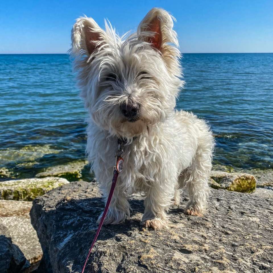 біле довге пальто маленька собака на сірій скелі біля моря розсувний пазл онлайн