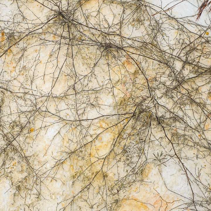 Białe i brązowe drzewa w ciągu dnia puzzle online