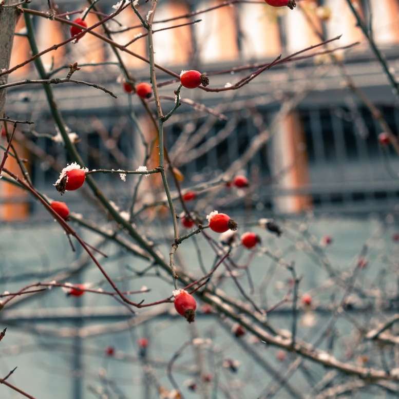 красные круглые фрукты на коричневой ветке дерева онлайн-пазл