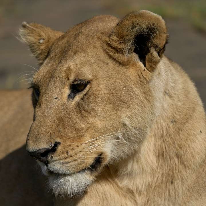 Bruine leeuwin die overdag op de grond ligt online puzzel