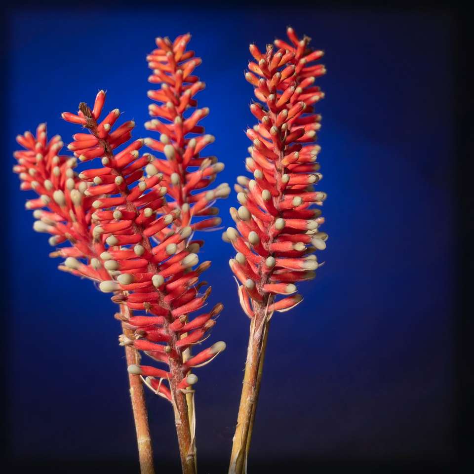 Fiore rosso e bianco nella fotografia da vicino puzzle scorrevole online