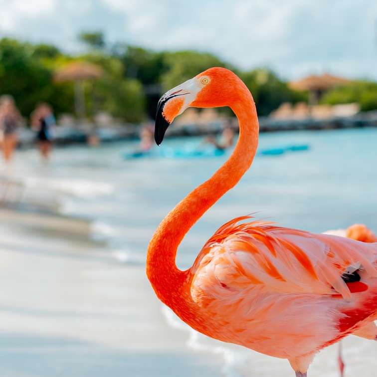 Roze flamingo's op water overdag schuifpuzzel online