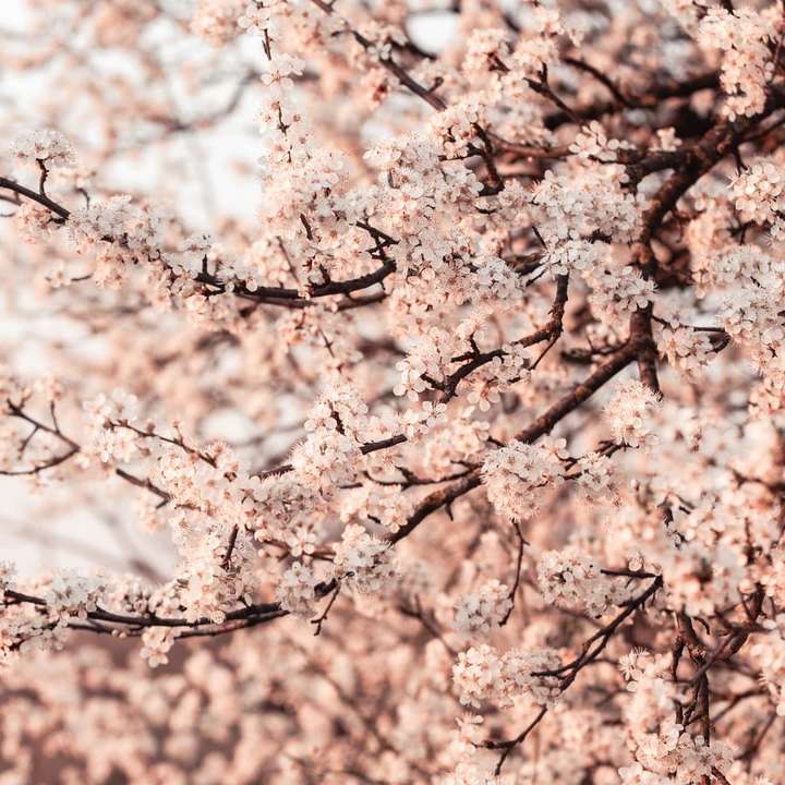 Bílý třešňový květ strom během dne posuvné puzzle online