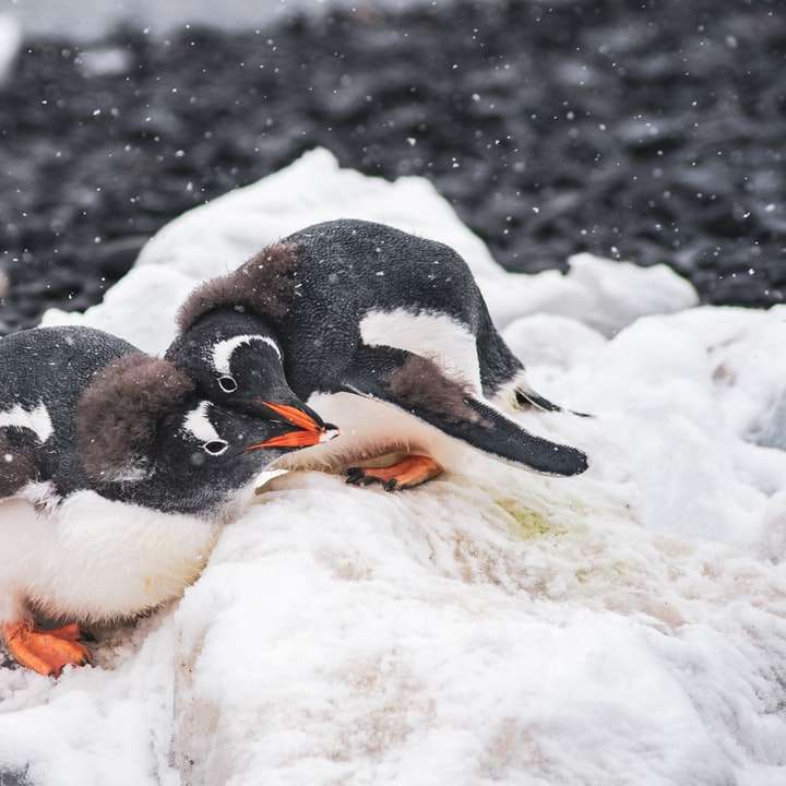Tři tučňáci na zasněžené zemi během dne online puzzle