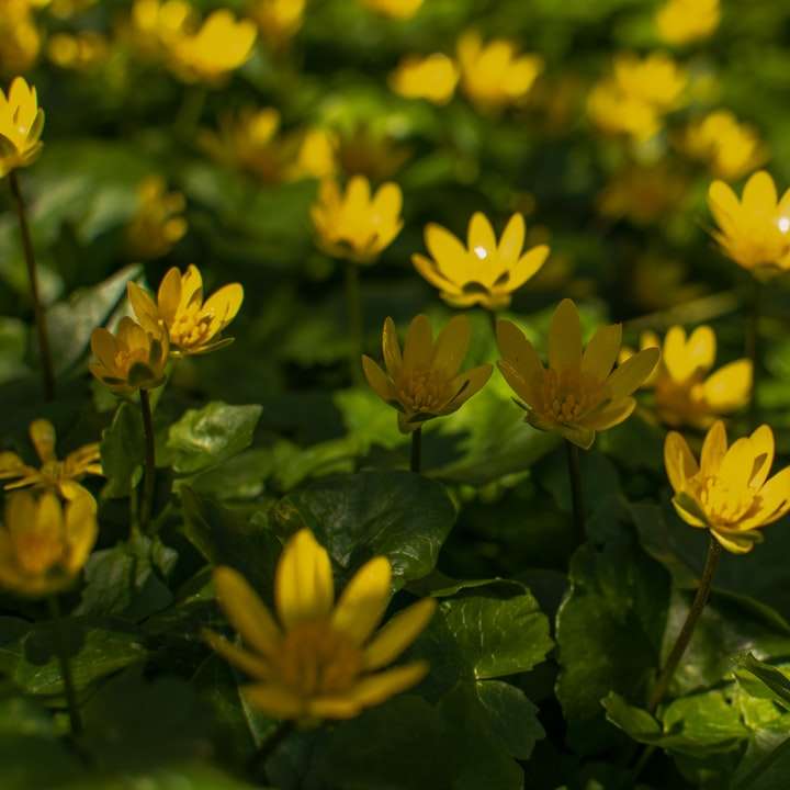 Gelbe Blumen mit grünen Blättern Schiebepuzzle online