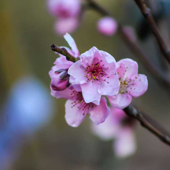 рожевий вишневий цвіт у крупним планом фотографії онлайн пазл