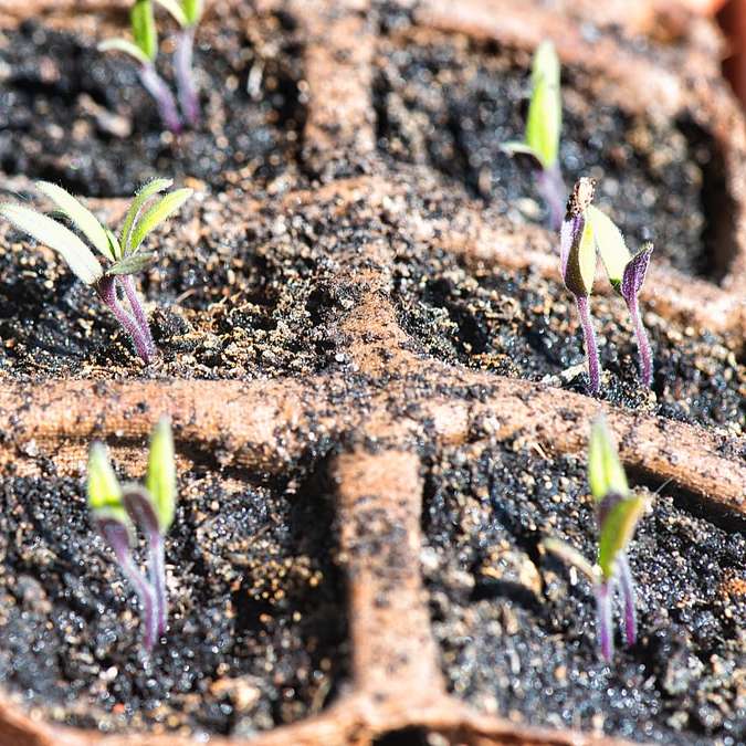 зелено растение върху кафява почва плъзгащ се пъзел онлайн