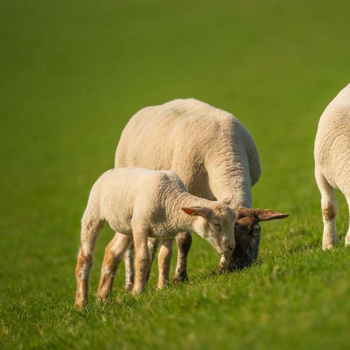 Бяла овца на зелено трева по време на деня онлайн пъзел