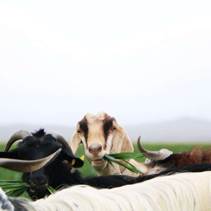 Vaca alb și negru pe câmpul de iarbă verde în timpul zilei alunecare puzzle online