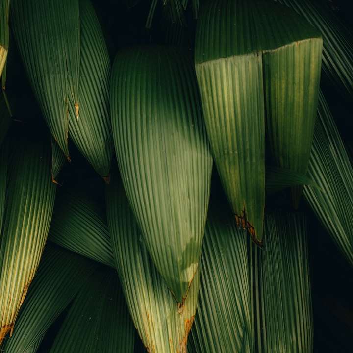 Folhas de bananeira verde em close-up fotografia puzzle deslizante online