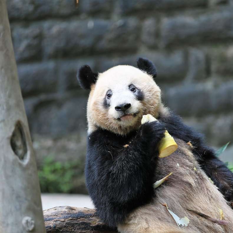 Panda na hnědé větvi stromu posuvné puzzle online