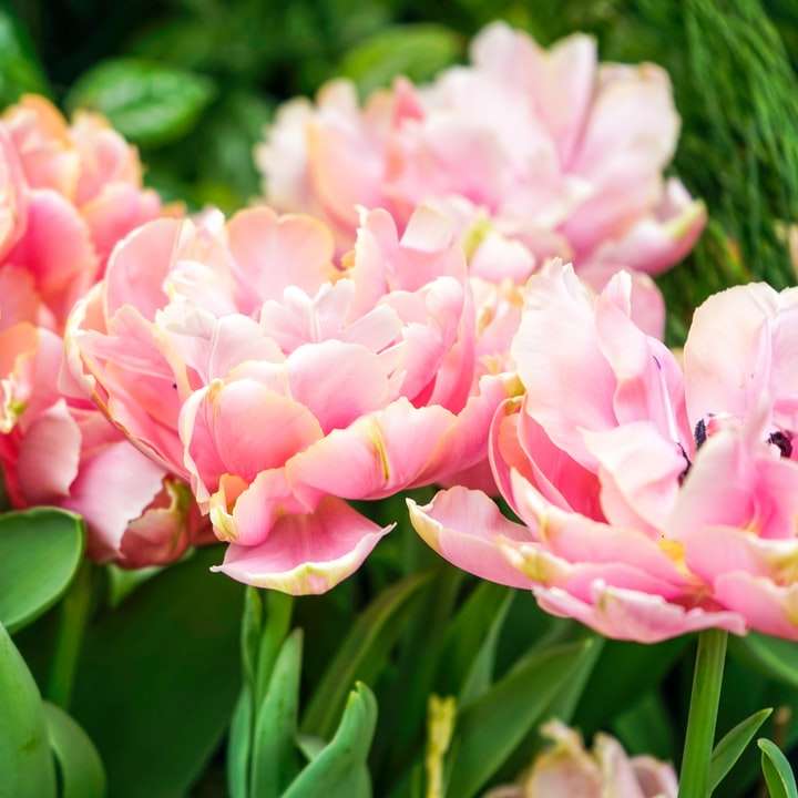 Розово и бяло цвете в затворена фотография плъзгащ се пъзел онлайн