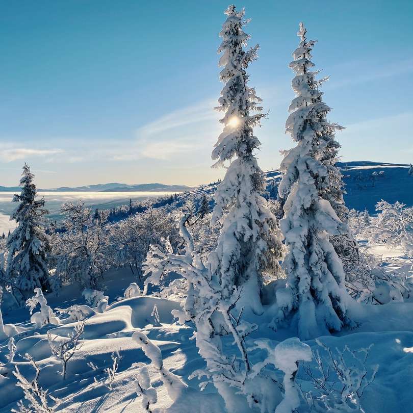 Schnee bedeckte Bäume und Berge tagsüber Online-Puzzle