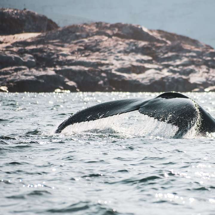 zwarte walvis op het water van water overdag online puzzel