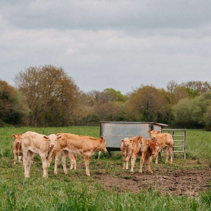Vaca marrón en campo de hierba verde durante el día puzzle deslizante online
