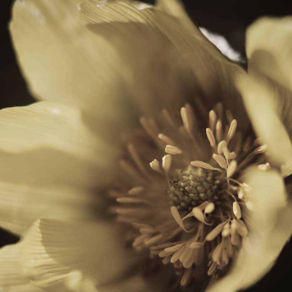 Gul blomma i makroskott glidande pussel online