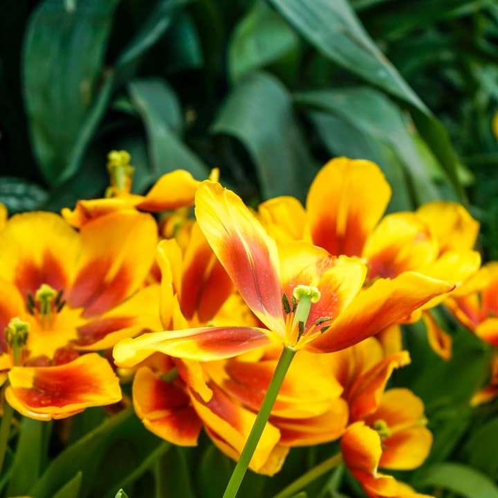 Żółty i czerwony kwiat w bliska fotografii puzzle przesuwne online