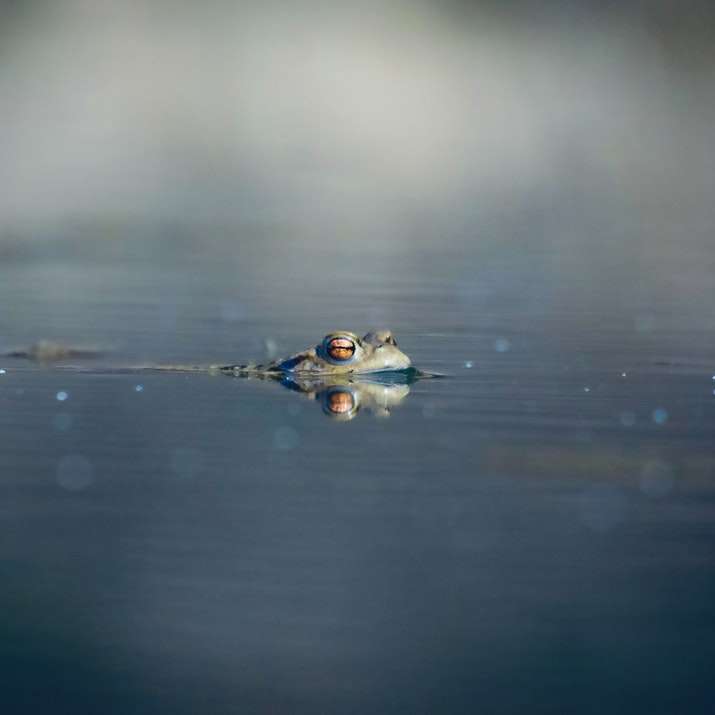 Żaba na wodzie w ciągu dnia puzzle przesuwne online