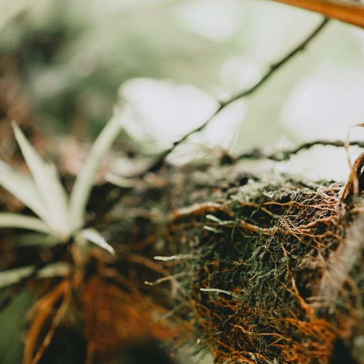 Brunt torkat blad på brunt trädgren glidande pussel online