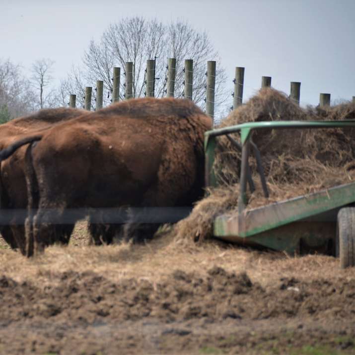 Vaca marrom no campo de grama marrom durante o dia puzzle deslizante online