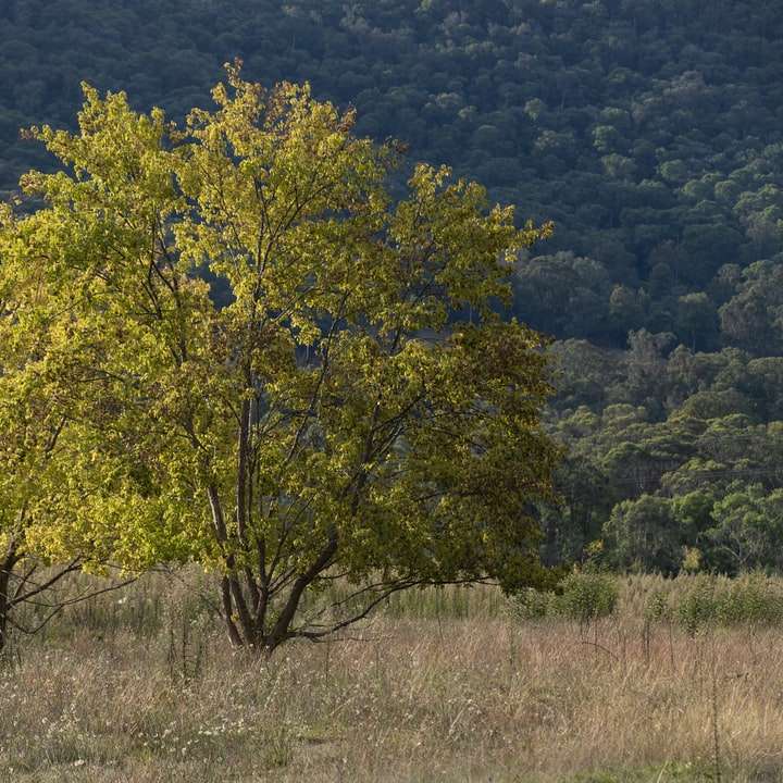 Zielone drzewo na brązowym polu trawy w ciągu dnia puzzle przesuwne online