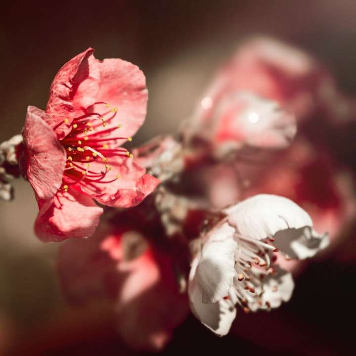 Flor rosa e branca em close-up fotografia puzzle online