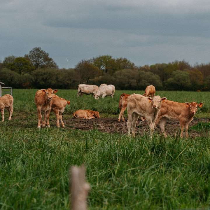 Rebanho de cabras no campo de grama verde durante o dia puzzle deslizante online