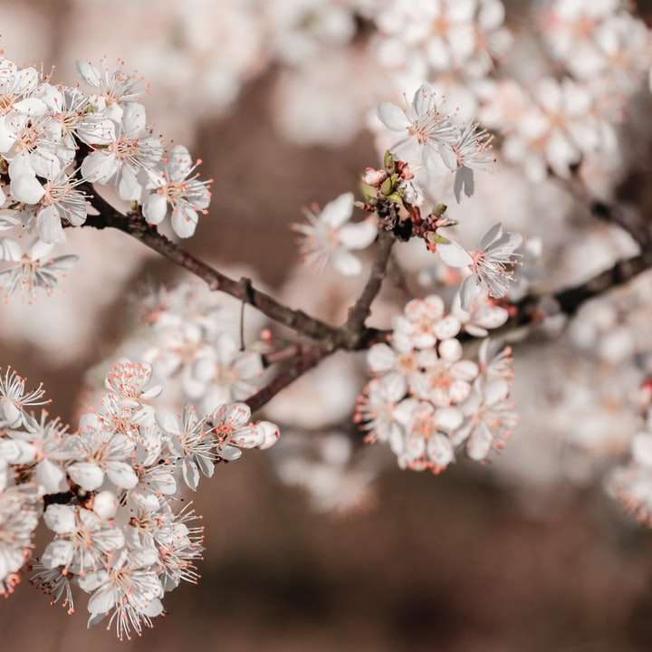 Fehér és Pink Cherry Blossom a közelről fotózásban online puzzle
