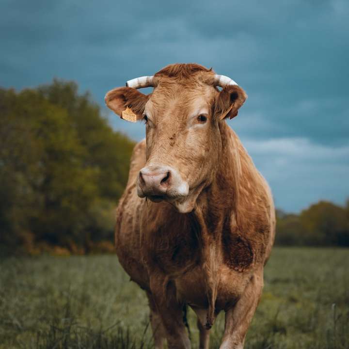 brun ko på grönt gräs fält under blå himmel under dagtid Pussel online