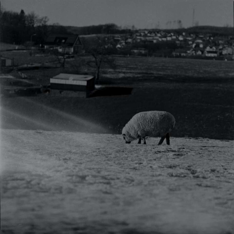 grayscale photo of animal on snow covered ground sliding puzzle online