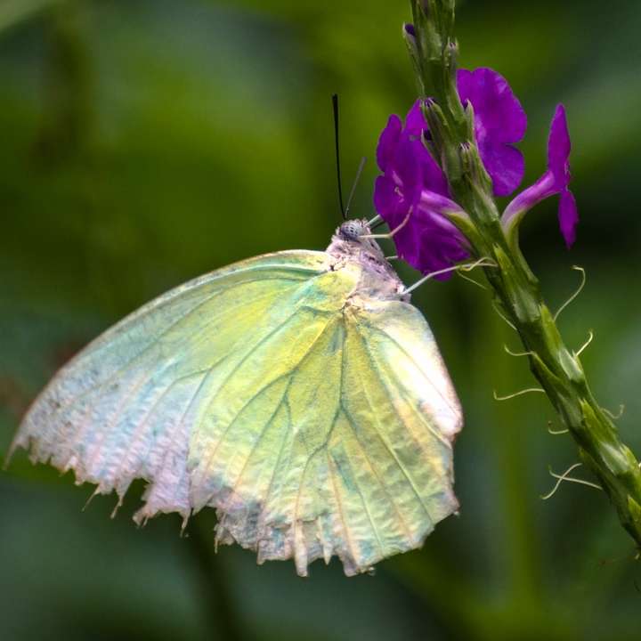Mariposa blanca y verde posada en la flor púrpura rompecabezas en línea
