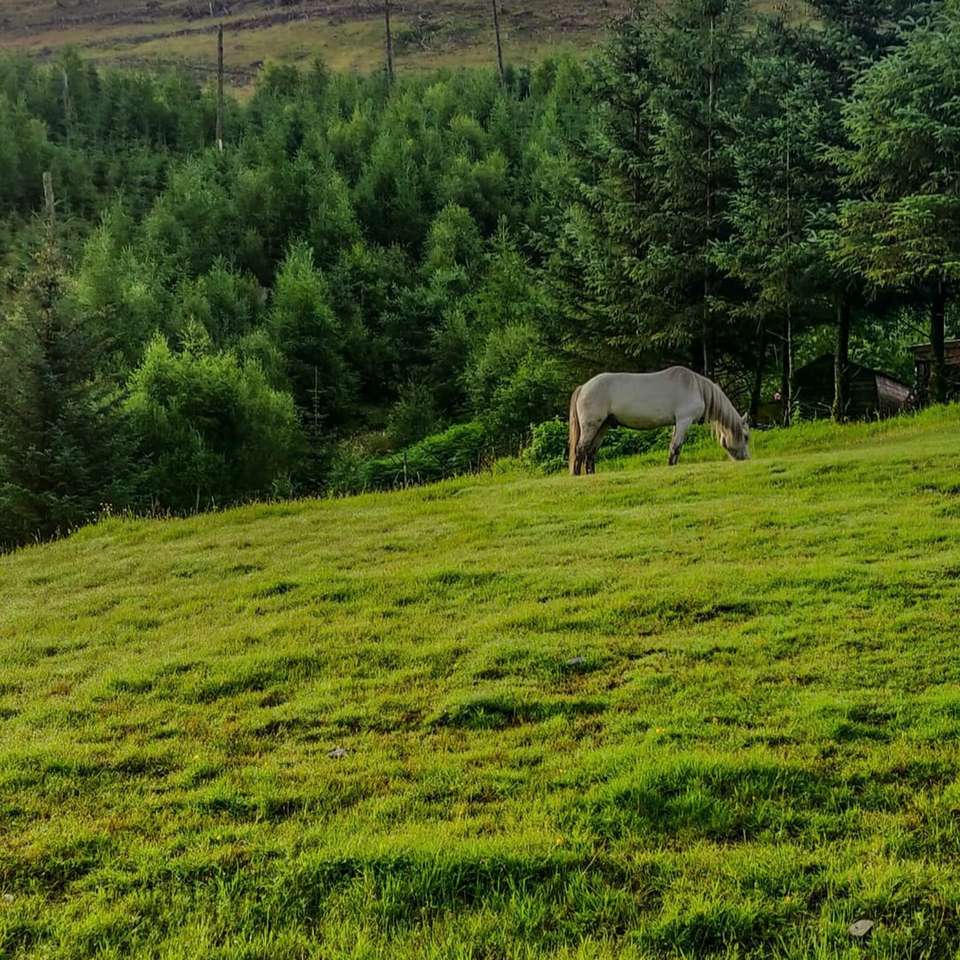 Vit häst äter gräs på grönt gräs fält under dagtid Pussel online