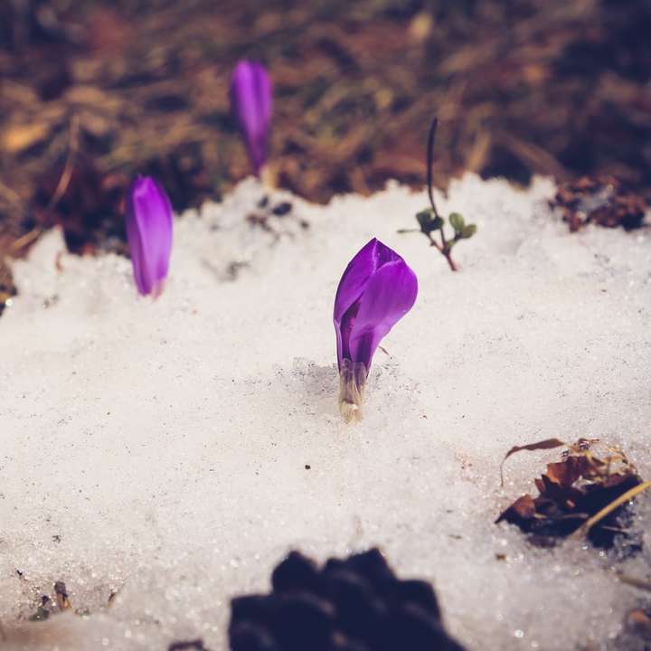 Fleur violette sur le sable blanc puzzle en ligne