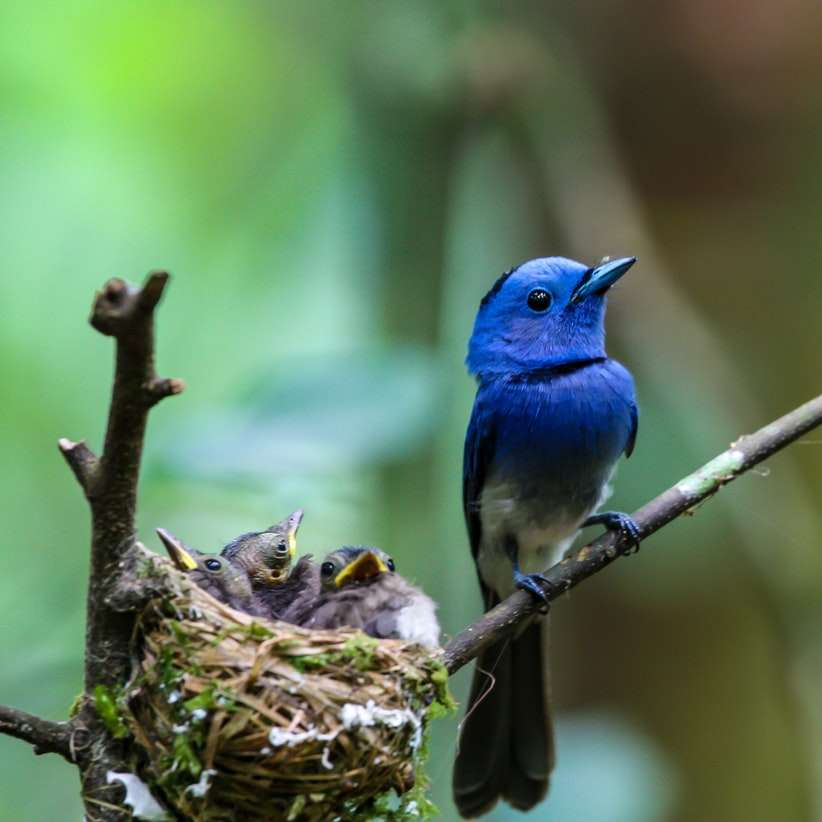 Pássaro azul no ninho marrom puzzle deslizante online