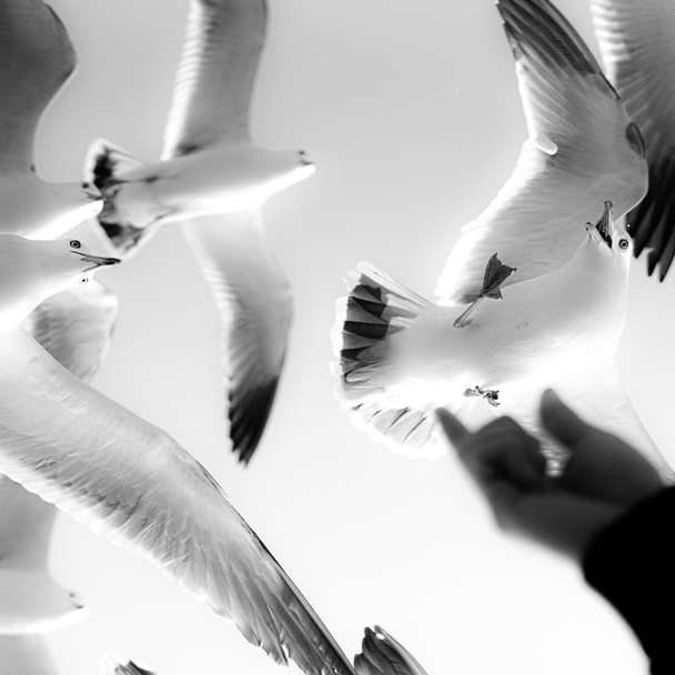 Grayscale-foto van drie vogels vliegen online puzzel