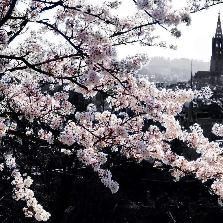 Weißer Kirschblütenbaum in der Nähe von Stadtgebäuden tagsüber Schiebepuzzle online