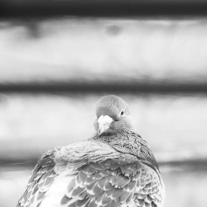 grayscale photo of bird on tree branch online puzzle
