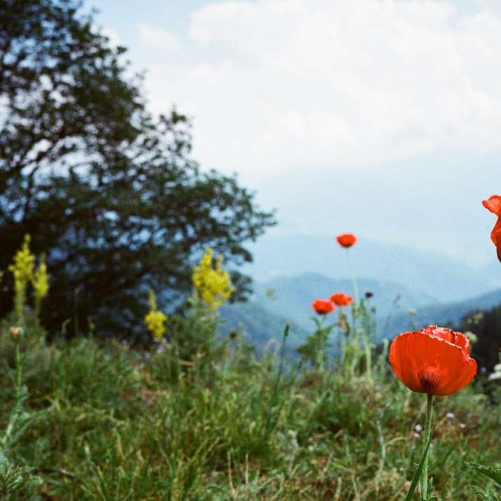 Czerwony kwiat w środku zielonej trawy pola puzzle online