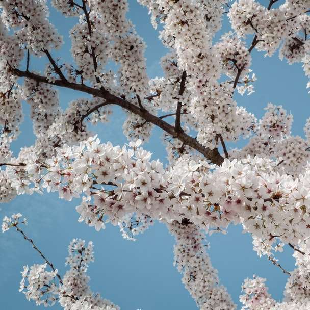 Árbol de flor de cerezo blanco bajo el cielo azul durante el día rompecabezas en línea
