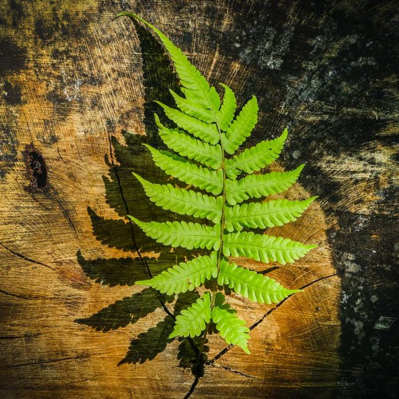 Zielona fernowa roślina na brown drewnianej powierzchni puzzle przesuwne online