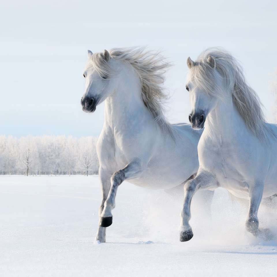 Λευκά άλογα συρόμενο παζλ online
