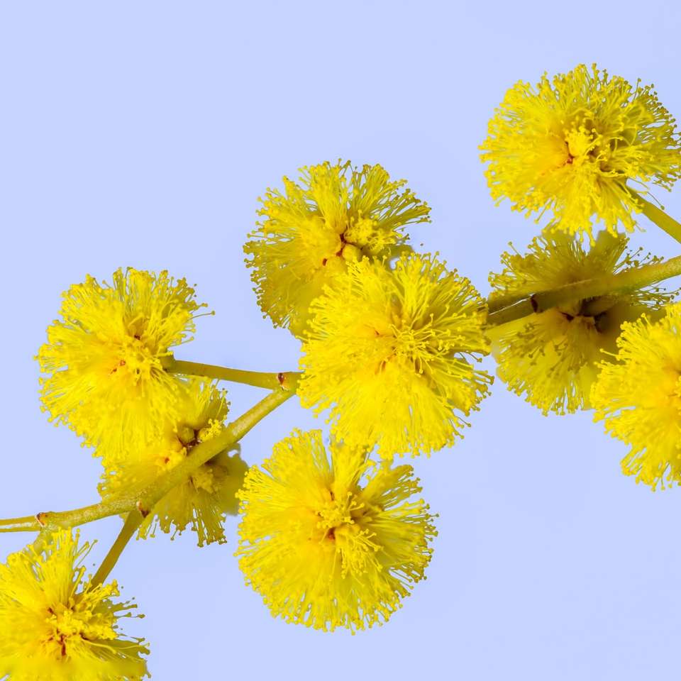 Žluté květy na bílém pozadí posuvné puzzle online