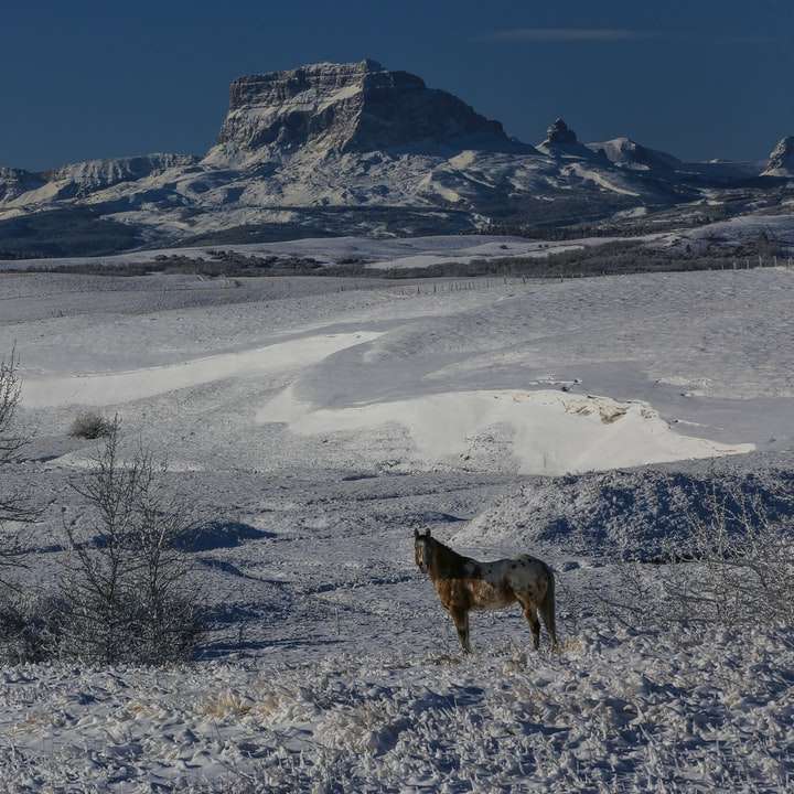 Lobo marrón en suelo cubierto de nieve durante el día rompecabezas en línea