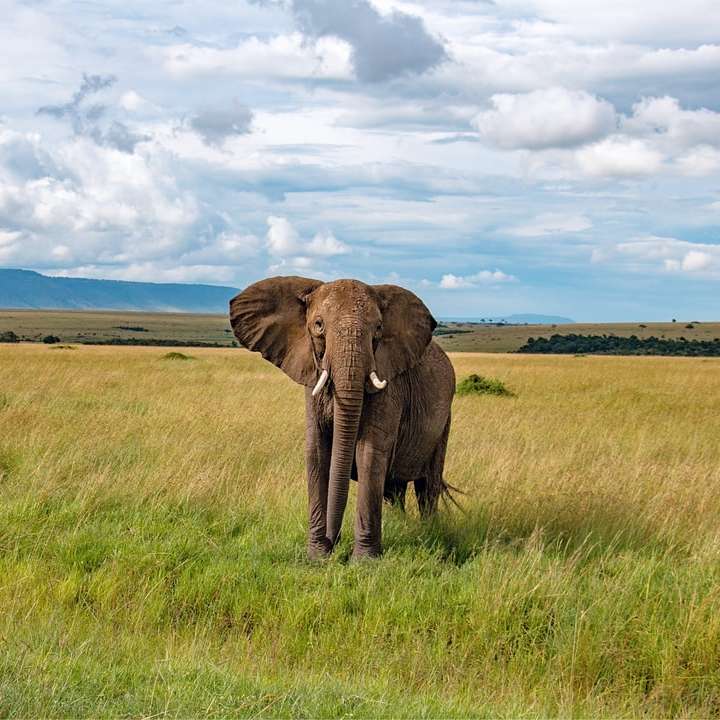 Elefante marrón en campo de hierba verde rompecabezas en línea