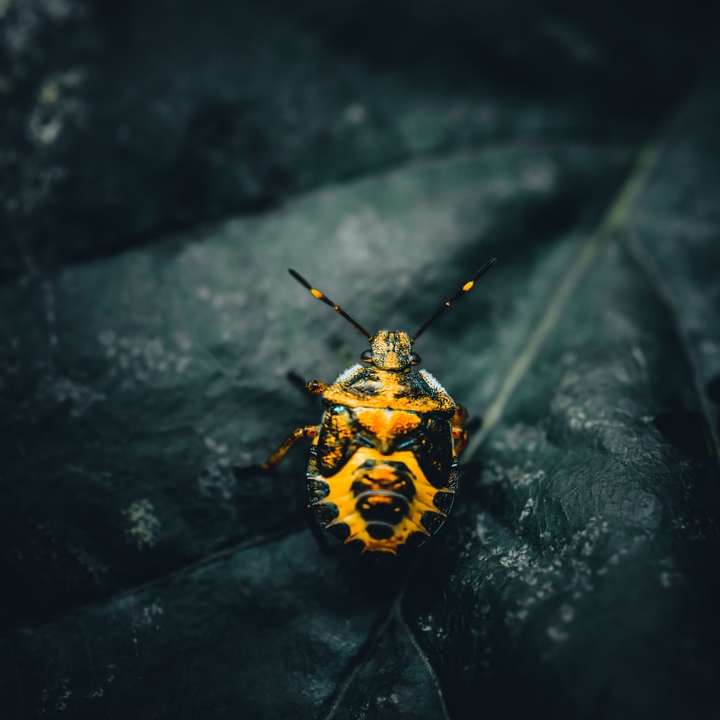 gul och svart insekt på svart yta Pussel online