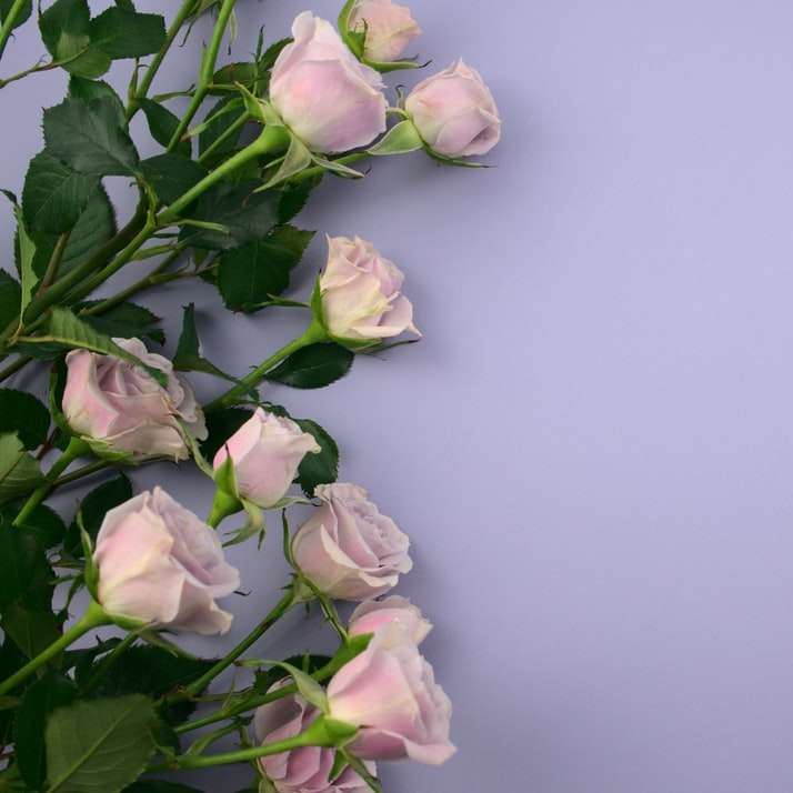Rózsaszín és fehér rózsák fehér felületen csúszó puzzle online