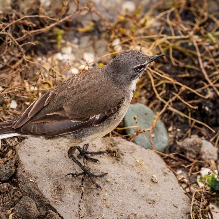 Brązowy ptak na szarej skale w ciągu dnia puzzle online