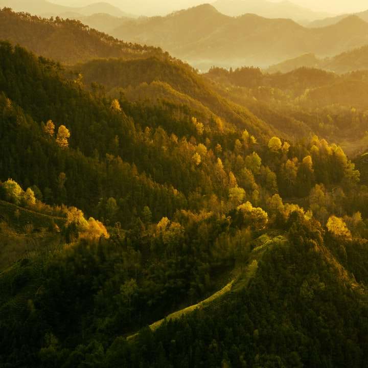 Arbori verzi pe munte în timpul zilei alunecare puzzle online